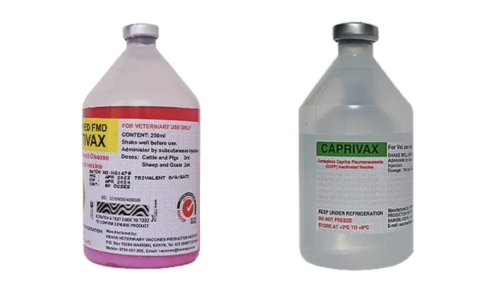 Livestock Vaccines