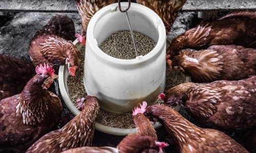 Animal Nutrition