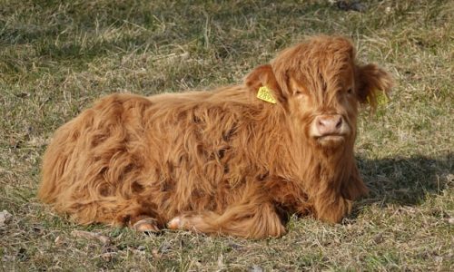 Animal Breeding / Genetics
