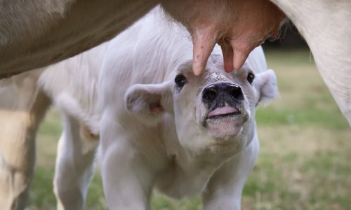 Udder Care